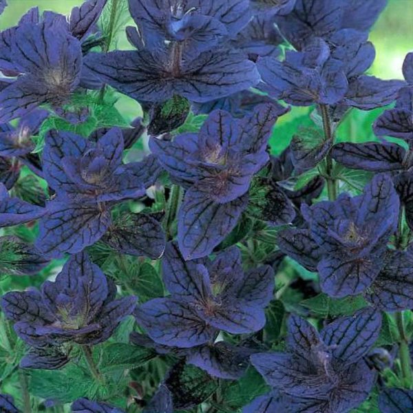 Mealycup Sage 'Blue Monday'