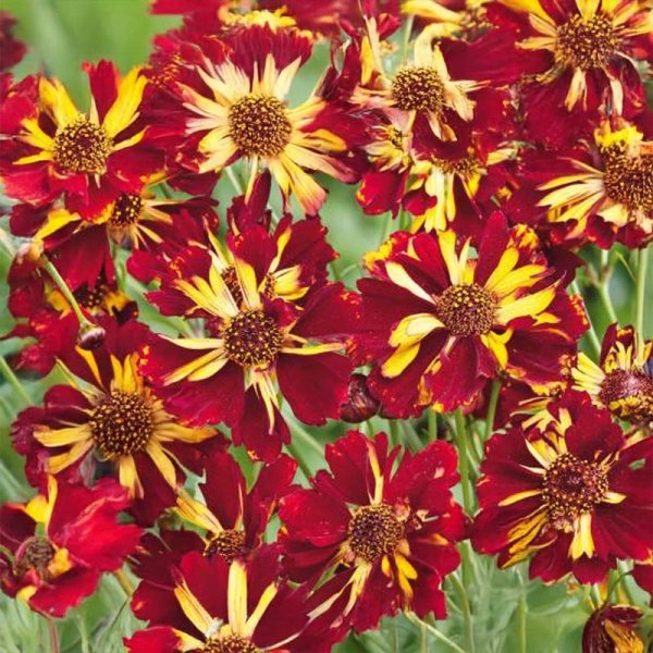 Coreopsis 'Roulette'
