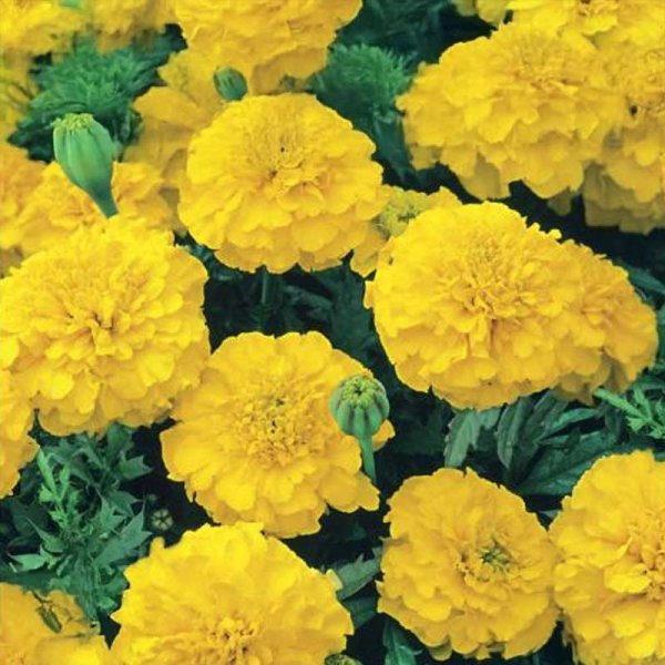 Marigold 'Petite Gelb'