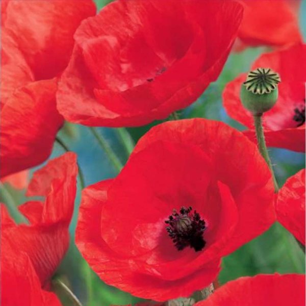 Corn Poppy 'Summerdream'