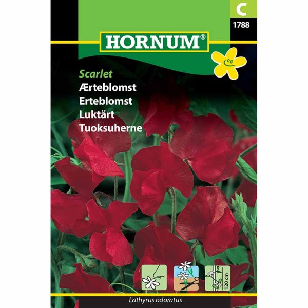 Sweet Pea 'Scarlet'