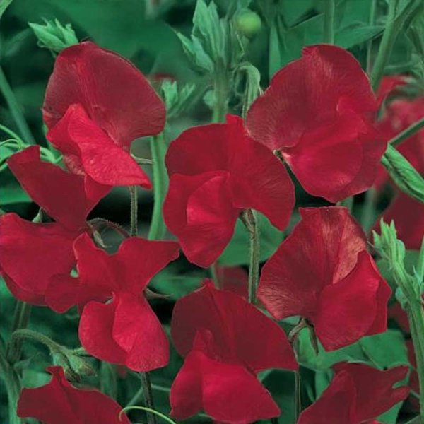Sweet Pea 'Scarlet'