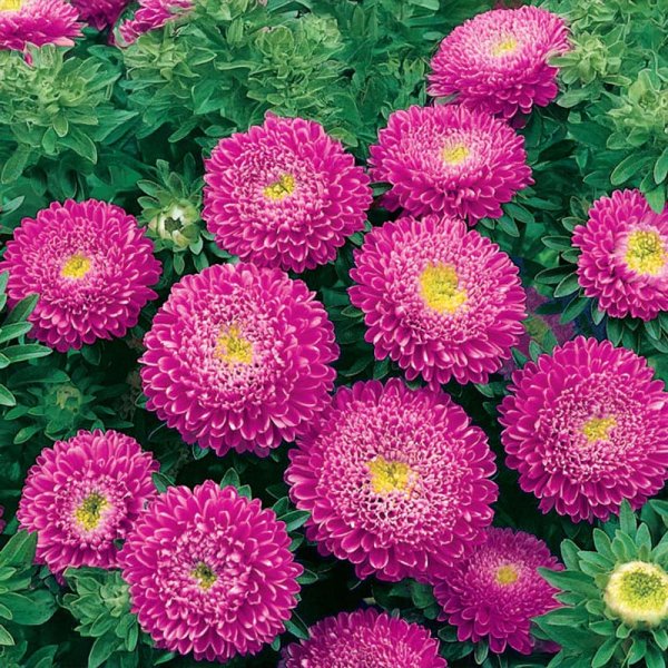 Pompon Aster 'Sidonia Light Violet'