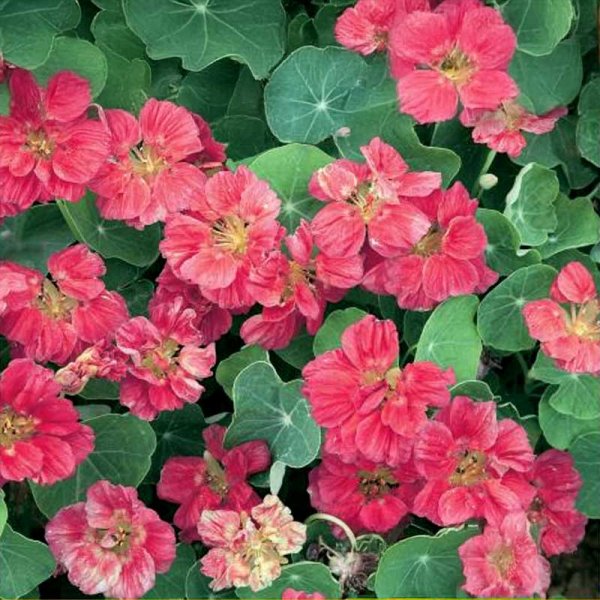 Nasturtium 'Cherry Rose'