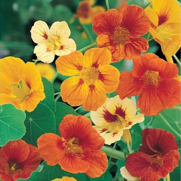 Nasturtium 'Juvel'