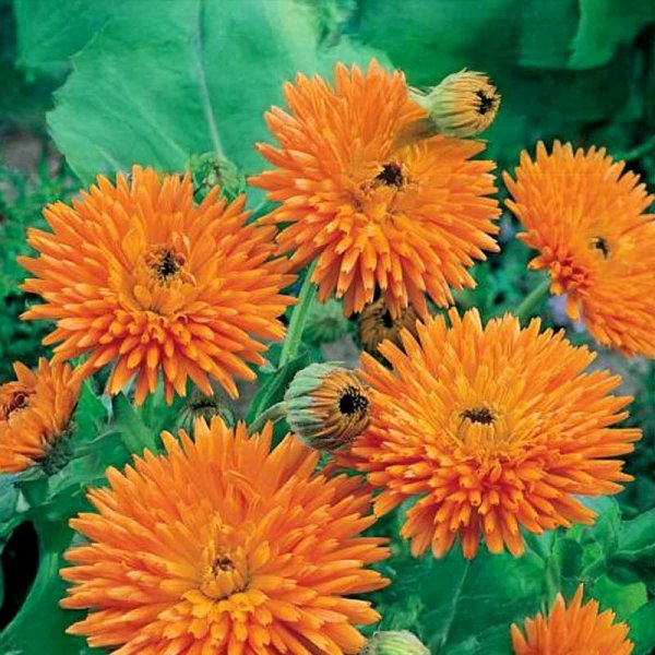 Calendula 'Orange Porcupine'