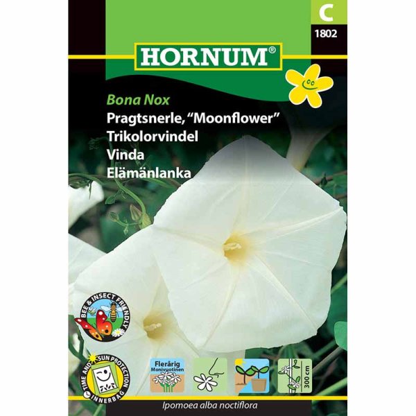 Morning Glory 'Bona Nox'