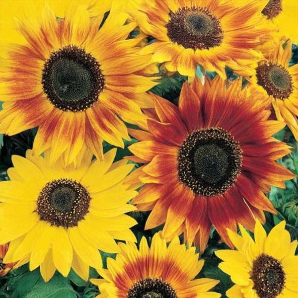 Sunflower 'Beauty of Autumn' Mix