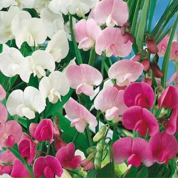 Sweet Pea 'Infinity'