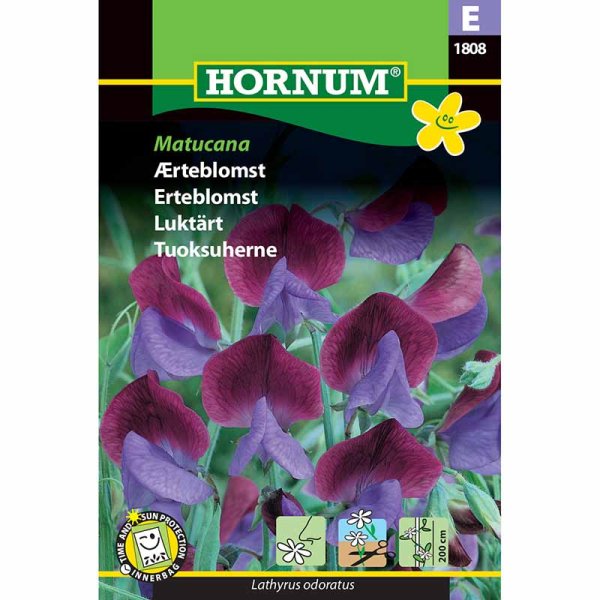 Sweet Pea 'Matucana'