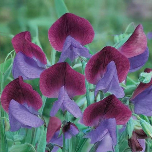 Sweet Pea 'Matucana'