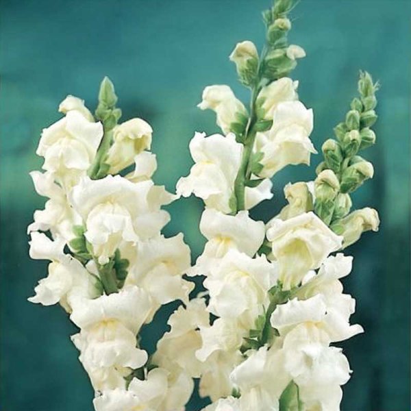 Snapdragon 'Elegant'