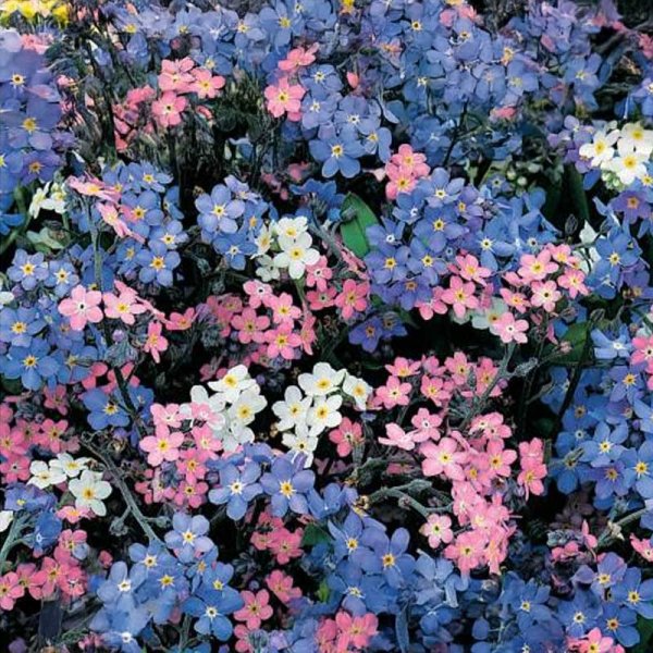 Forget-me-not 'Remember 2'