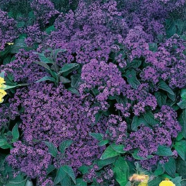 Heliotrope 'Vanilla'