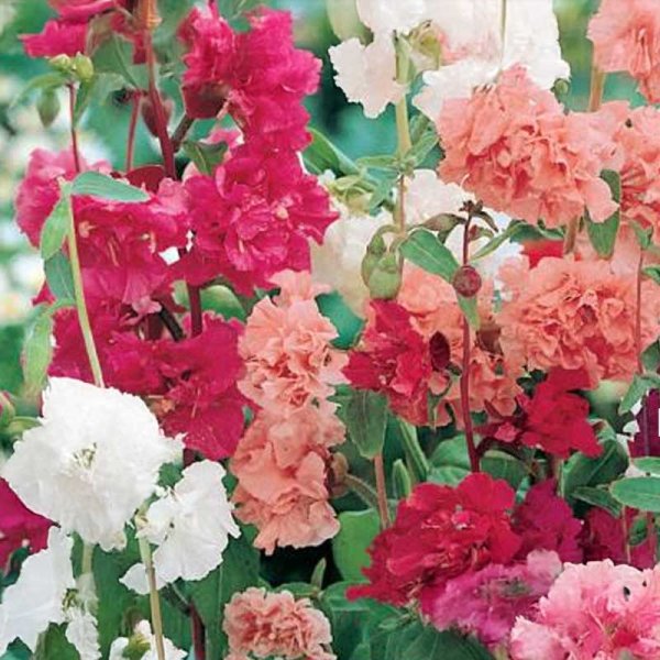 Clarkia 'Tiny Clark'