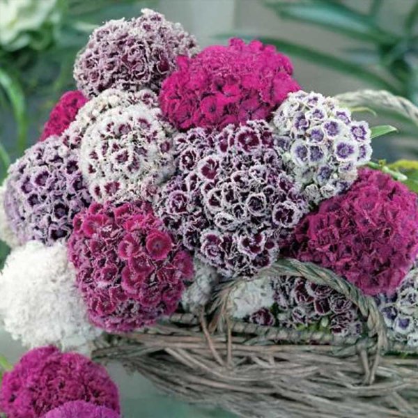 Sweet William 'Hats On'