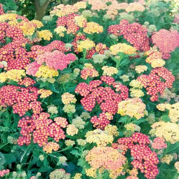 Yarrow 'Summer Pastels'