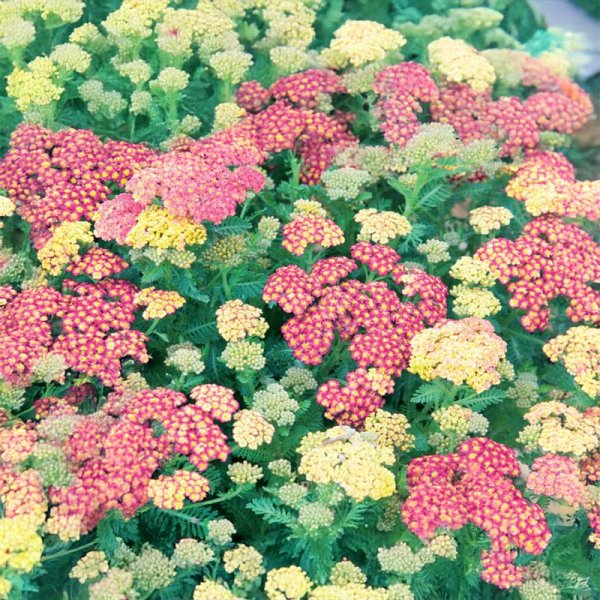 Candytuft 'Pink Pillow'