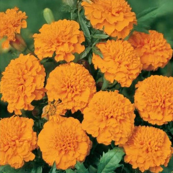 Marigold 'Orange Boy'