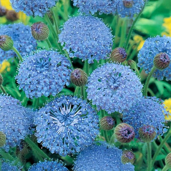 Blue Lace Flower 'Blue Umbrella'