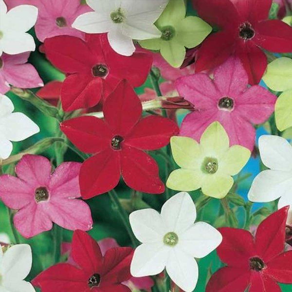 Flowering Tobacco 'Roulette'