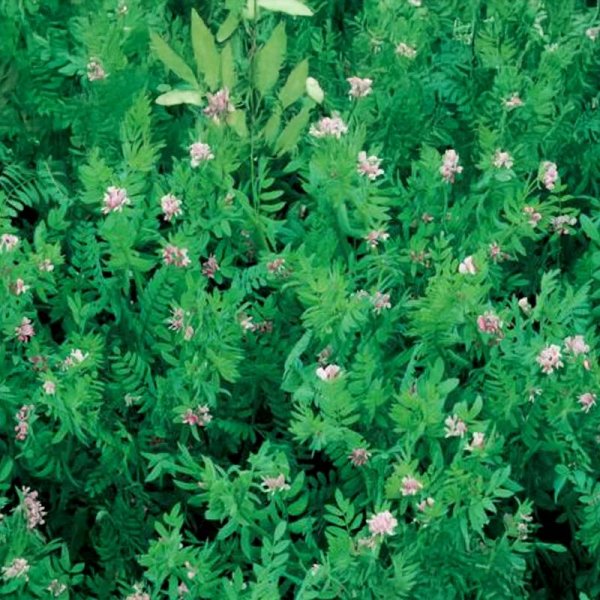 Green Manure 'Serradella'