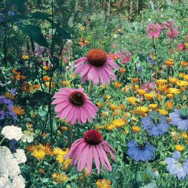 Snail-Resistant Flower Mix