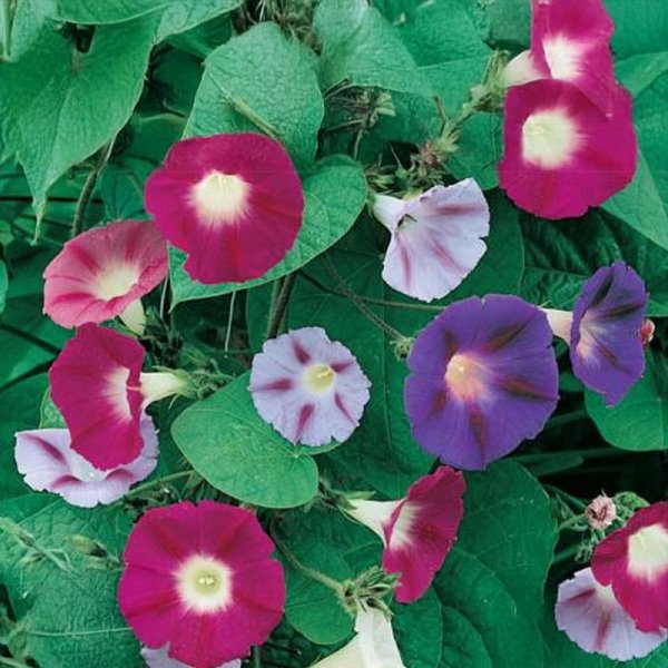 Morning Glory 'Trumpet Dream'