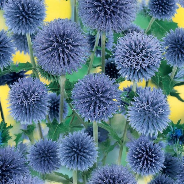 Globe Thistle
