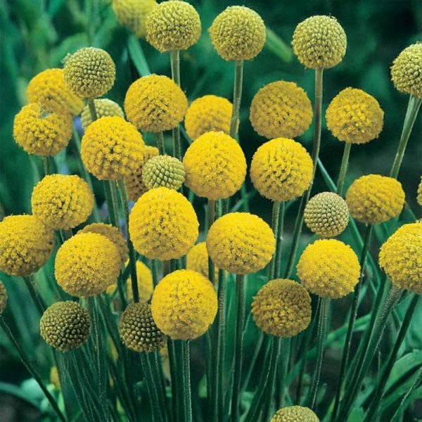 Billy Buttons