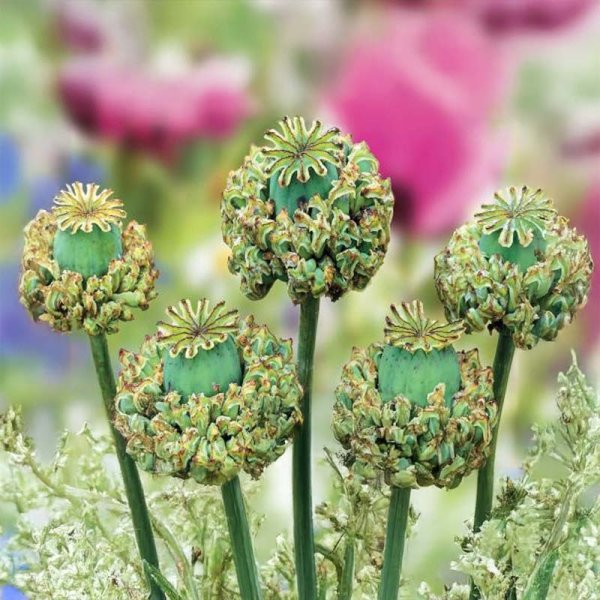 Poppy 'Hens & Chicks'