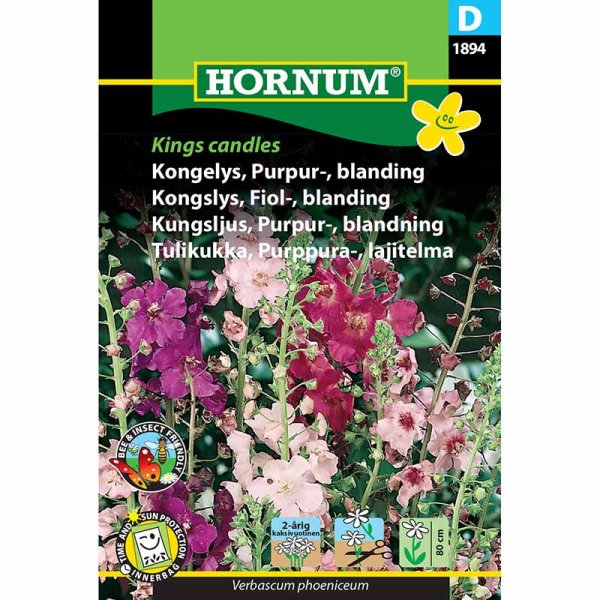 Purple Mullein 'Kings Candles'