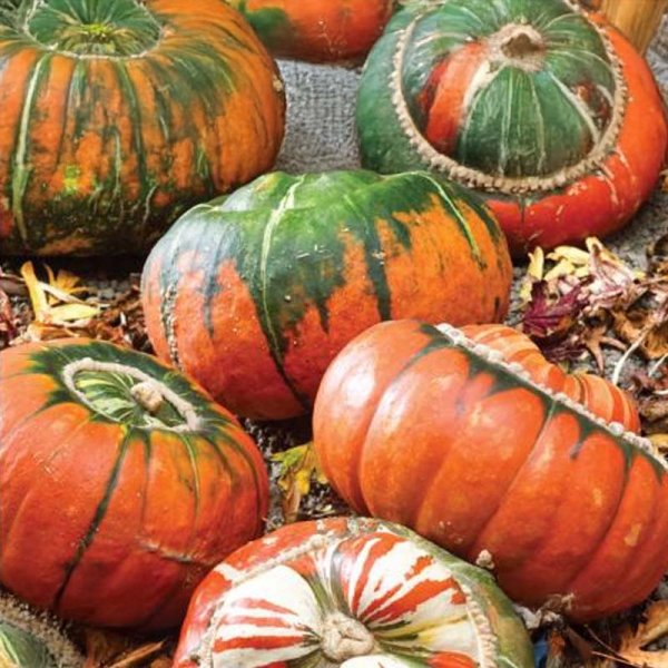 Ornamental Gourd 'Mini Red Turban'
