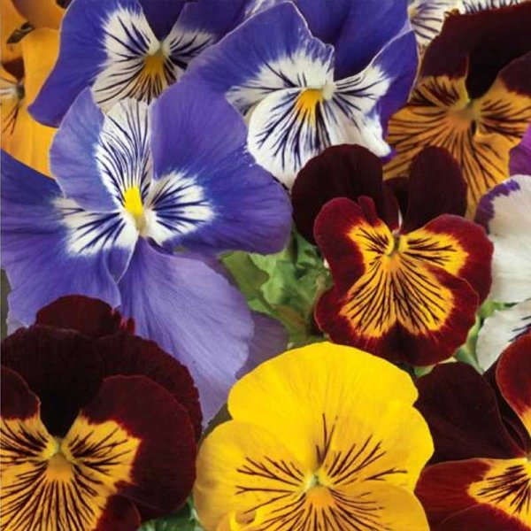 Pansy 'Striped Mix'