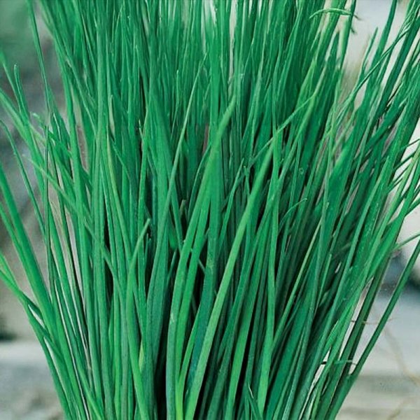 Chives 'Polyvert'