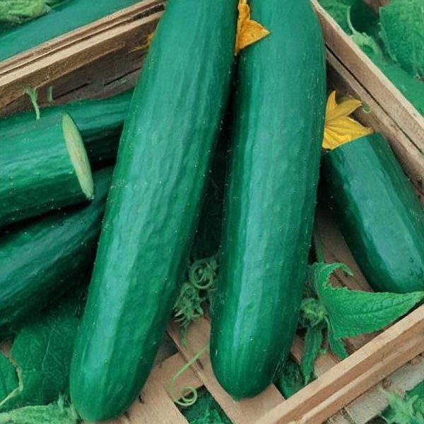 Outdoor Cucumber 'Sonja'