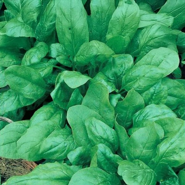 Spinach 'Winterreuzen'