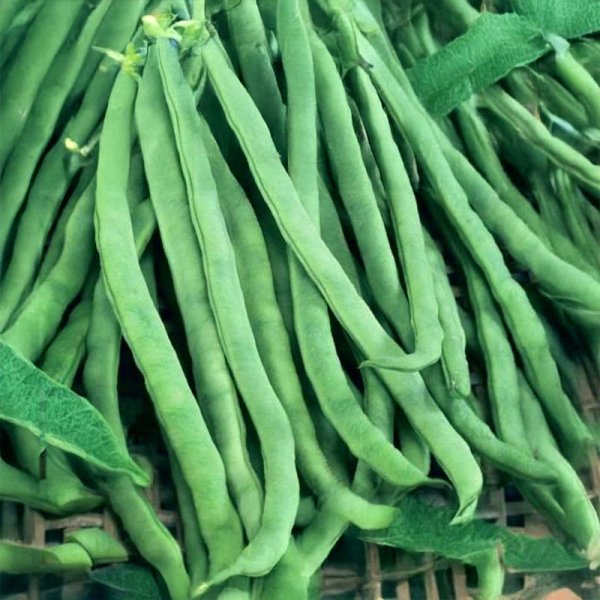 French Bean 'Neckarkönigin'