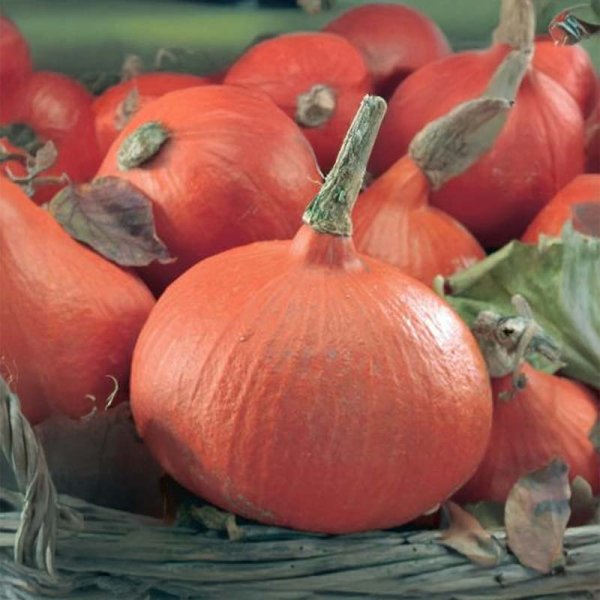 Pumpkin 'Uchiki Kuri'