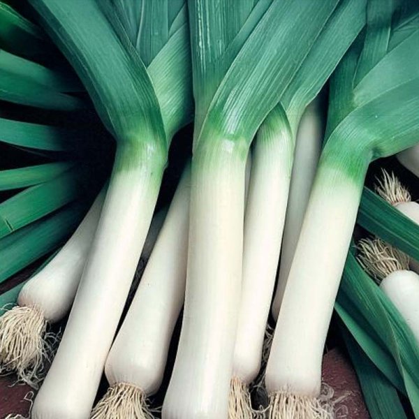 Leek 'Herbstriesen 2'