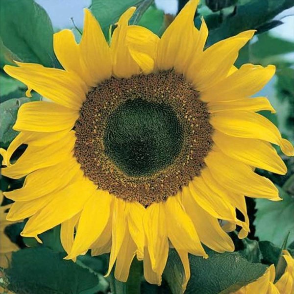 Sunflower 'Gelbe Riesen'