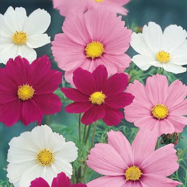 Cosmos 'Cosmea'