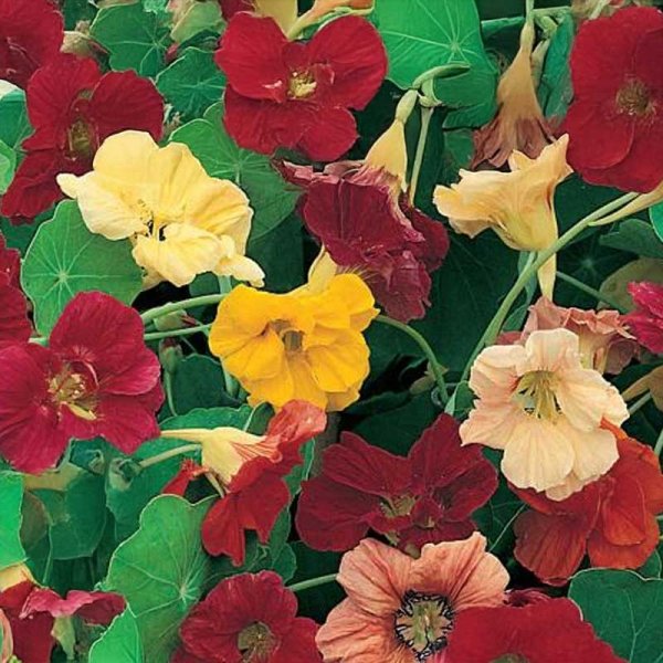 Nasturtium 'Glorious Gleam'