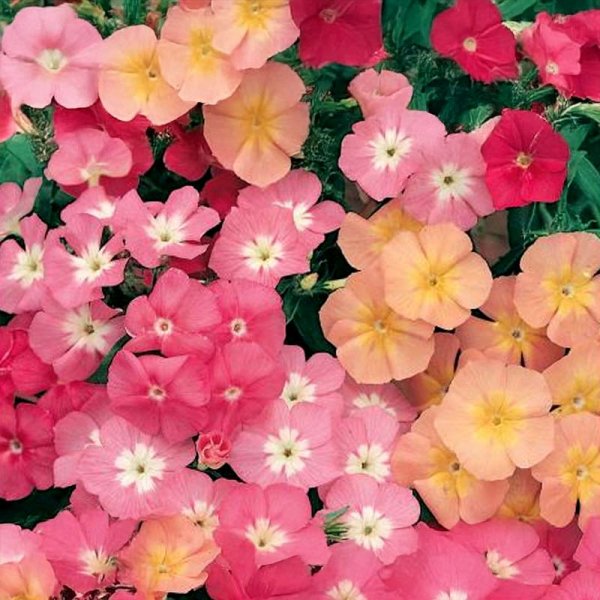 Summer Phlox 'Cecily-Mix'