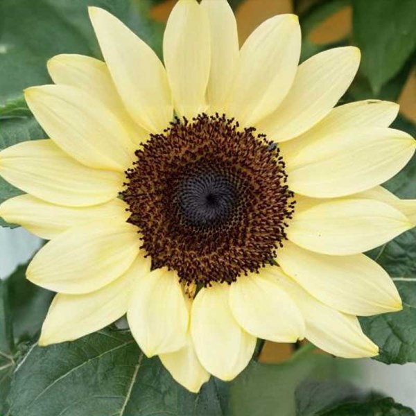 Sunflower 'Zitronenprinz'