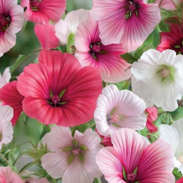 Tree Mallow