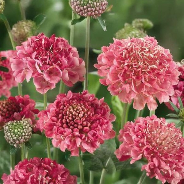 Sweet Scabious 'Salmon Queen'