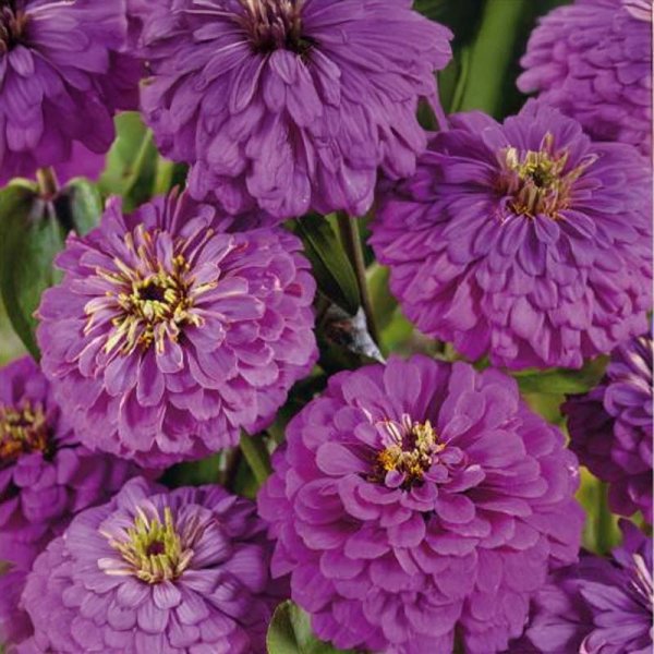 Zinnia Dream 'Lavender'