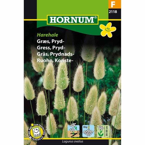 Ornamental Grass 'Hare's Tail'