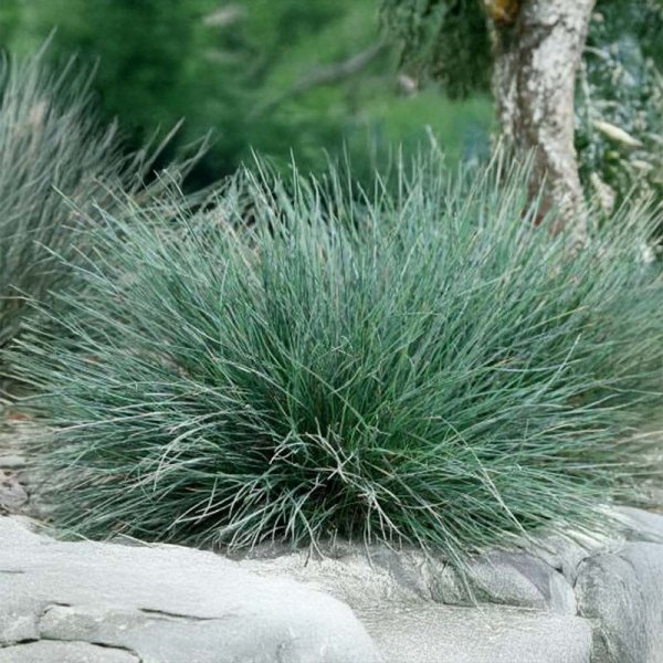Ornamental Grass Blue Fescue